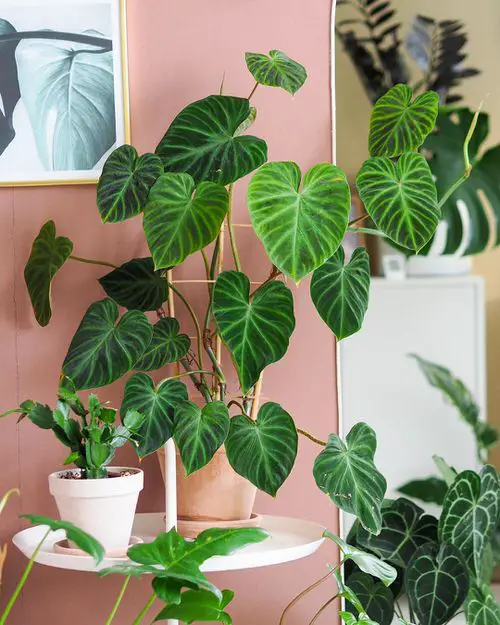 Best Plants for Living Room 02
