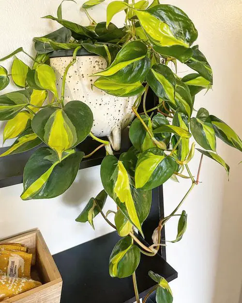 Best Variegated Philodendrons