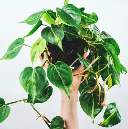 How to Grow Philodendron Brasil 3