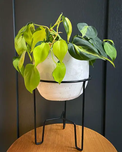 How to Grow Philodendron Brasil