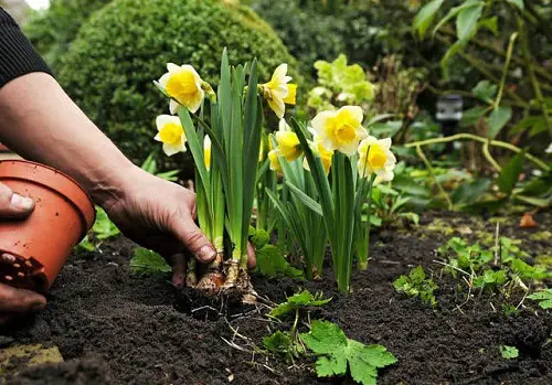Plant Fall Bulbs in garden for spring