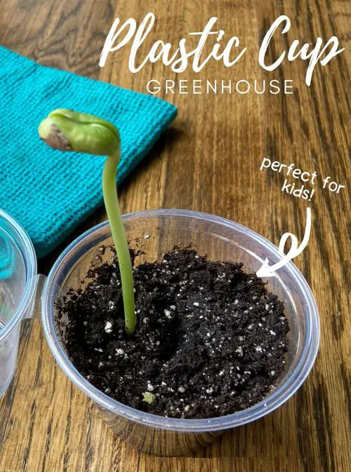 Easy DIY Seedling Greenhouse Idea 3