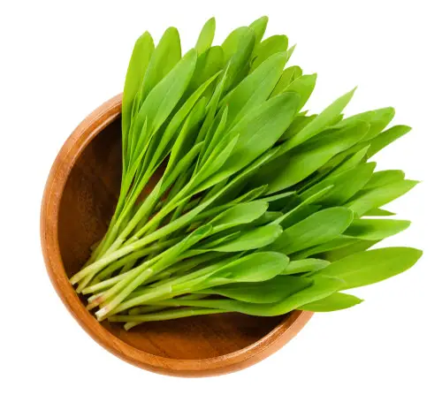 How to Grow Popcorn Microgreens in Home for Salad