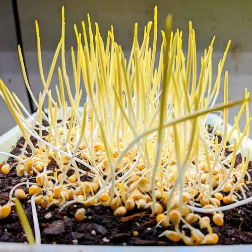 How to Grow Popcorn Microgreens in Home for Salad