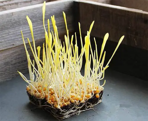Popcorn Microgreens image