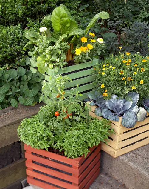 Flowering Plants You Should Plant in a Vegetable Garden 02