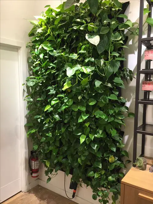 Pothos Wall Decor Ideas 11