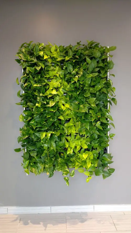 How to Decorate with Pothos 28