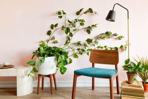 Pothos Wall Decor Ideas 16