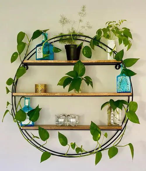 Pothos Wall Decor Ideas 14
