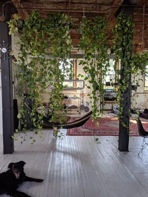 Pothos Wall Decor Ideas 2