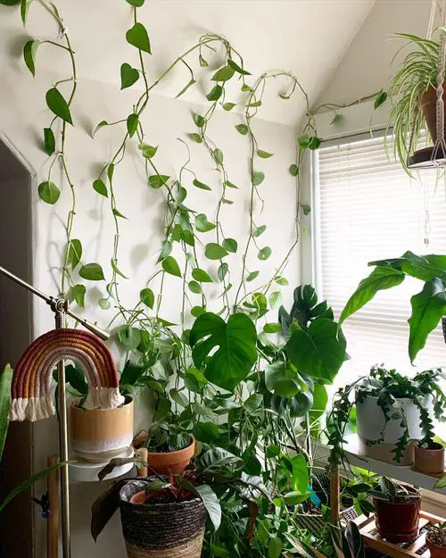 How to Decorate with Pothos 5
