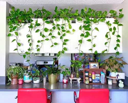 How to Decorate with Pothos 20