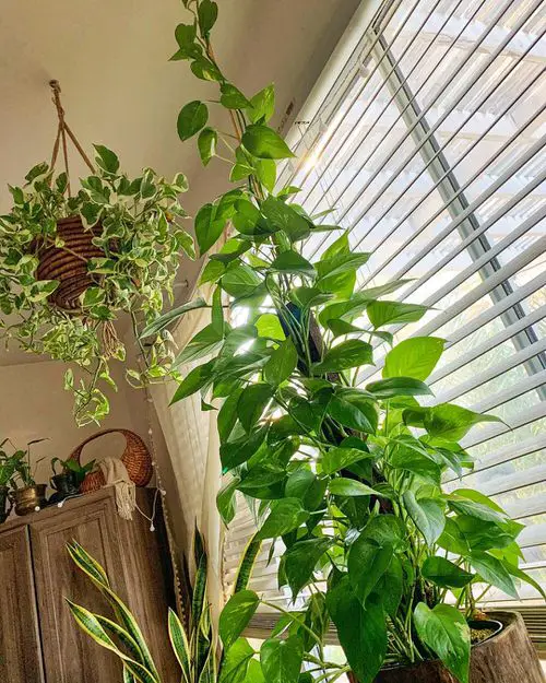 Pothos Wall Decor Ideas 4