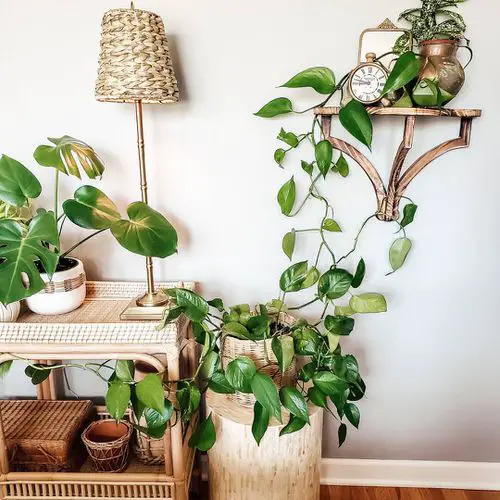 Pothos Wall Decor Ideas 5