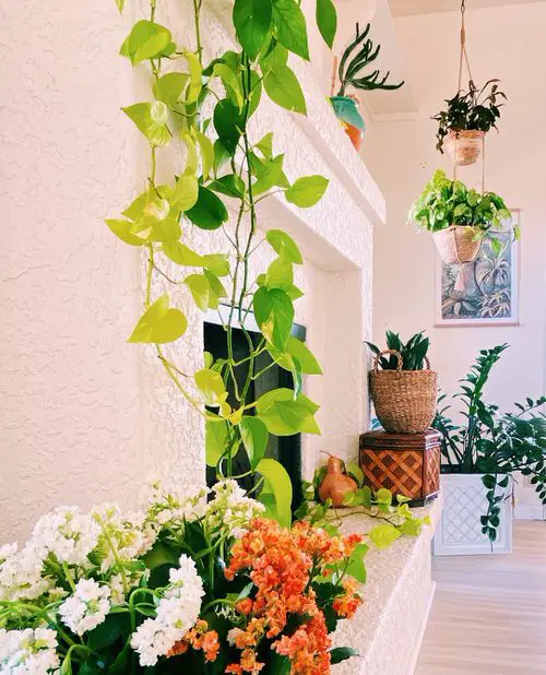 Pothos Wall Decor Ideas 6