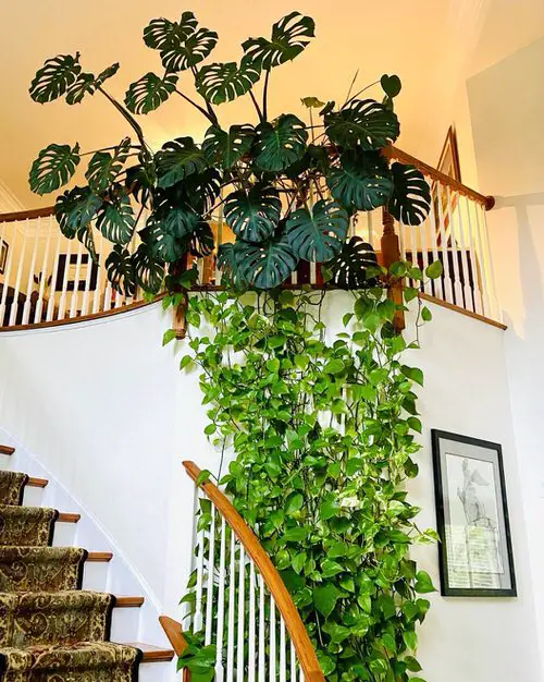 How to Decorate with Pothos 10