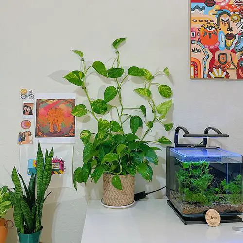 Pothos Wall Decor Ideas 7
