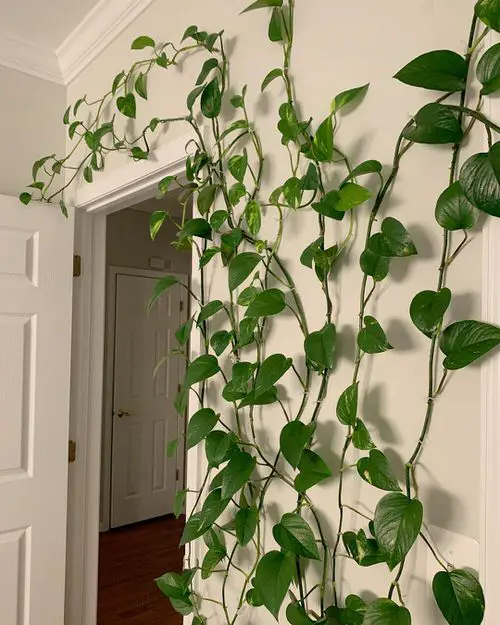 How to Decorate with Pothos 4
