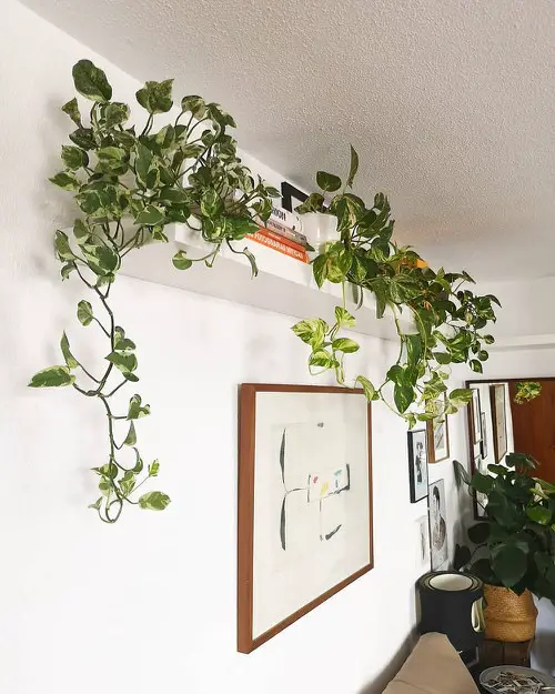 How to Decorate with Pothos 14
