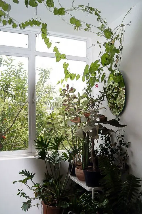 Pothos Wall Decor Ideas 9