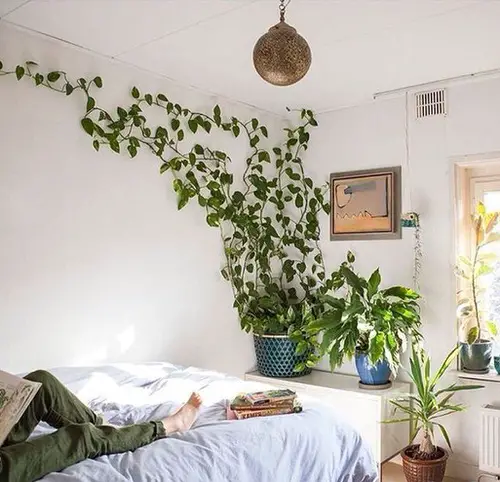 Pothos Wall Decor Ideas 12