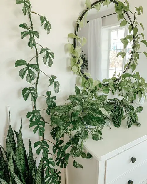 How to Decorate with Pothos 16