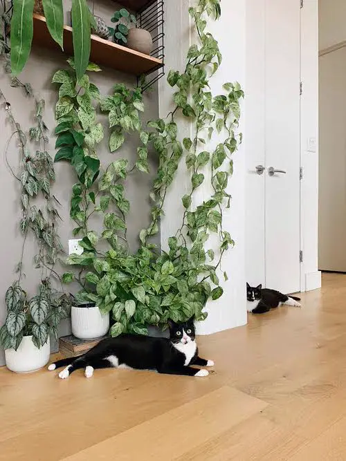 Pothos Wall Decor Ideas 10