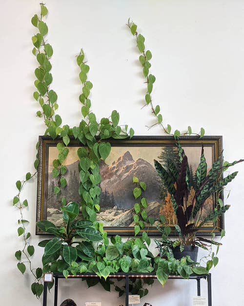 How to Decorate with Pothos12