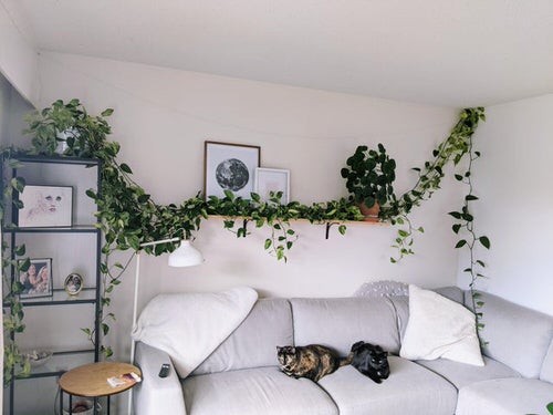 How to Decorate with Pothos 26
