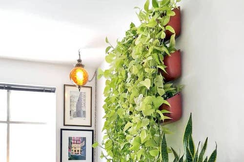 Pothos Wall Decor Ideas 15