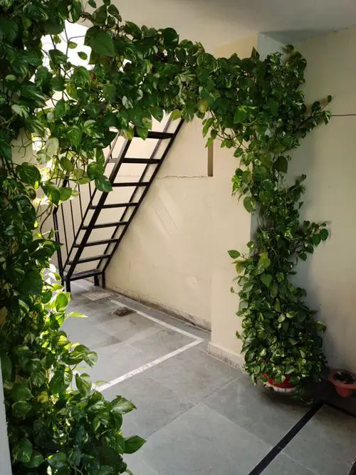 How to Decorate with Pothos18