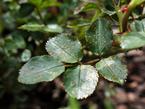 Problems Caused by Fungi
