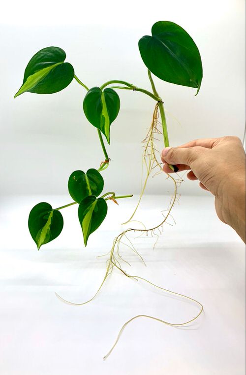 Propagating Philodendron Brasil