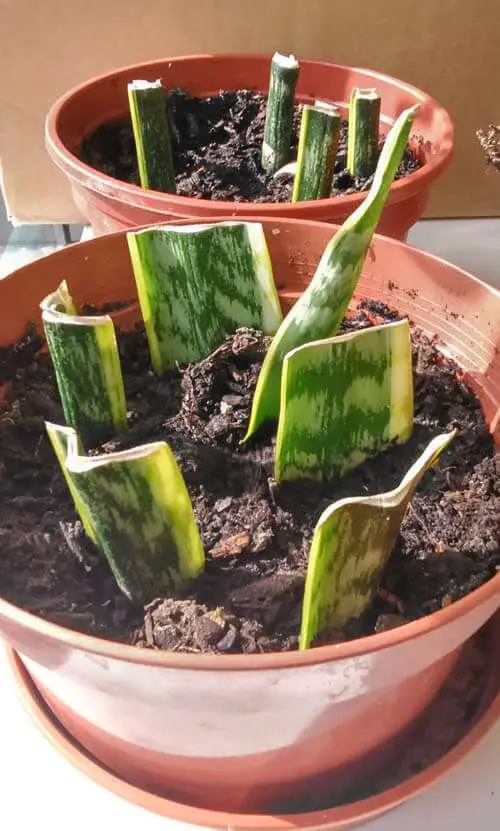 4 Ways to Propagate Snake Plants 3