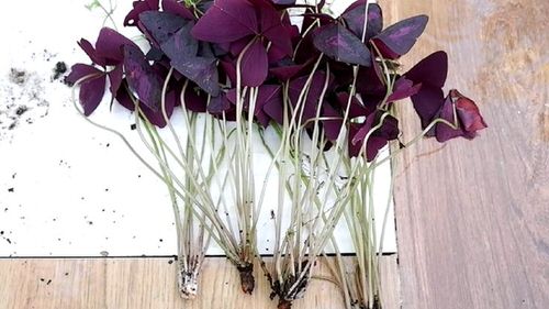  Oxalis Triangularis Profile 01