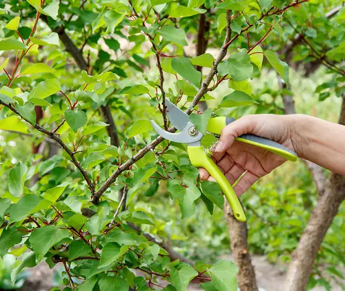 Prune Shrubs and Trees in garden for spring