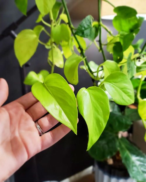 Prune the Tips of the Pothos