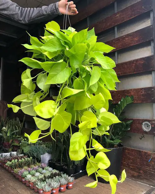 beautiful Houseplants for Hanging Baskets