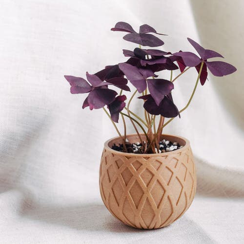 small indoor plants ideas