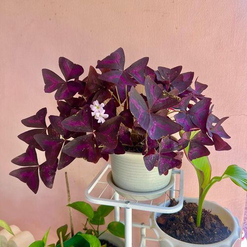 Oxalis Triangularis Profile 02