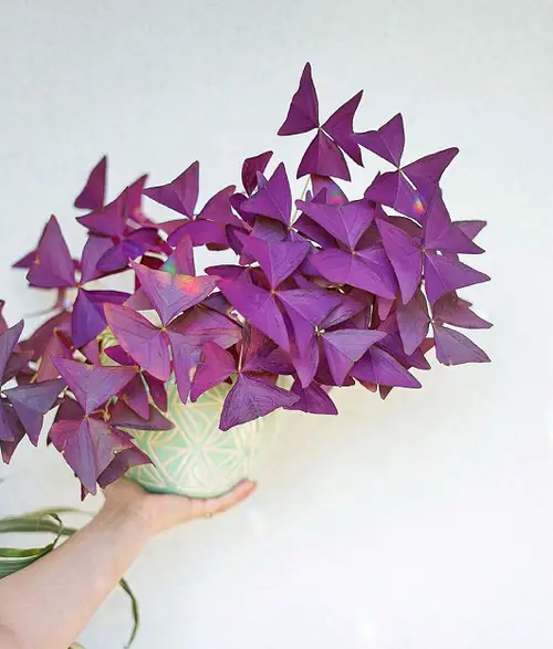 Oxalis Triangularis Profile 03