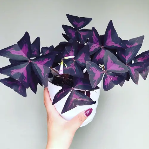 Oxalis Triangularis Profile