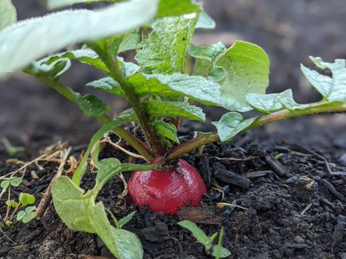 Vegetables You Can Grow From Slices 10