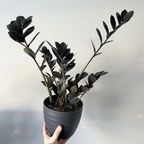Raven ZZ Plant Care and How to Keep It Jet Black 2