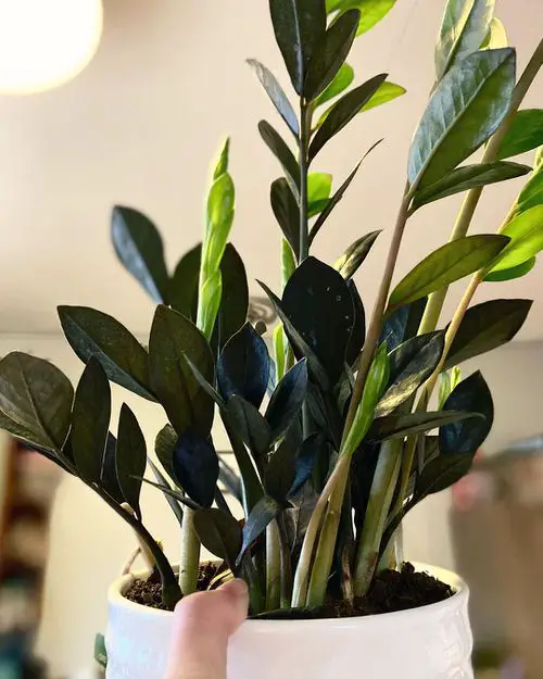 How to Keep Raven ZZ Plant Jet Black?