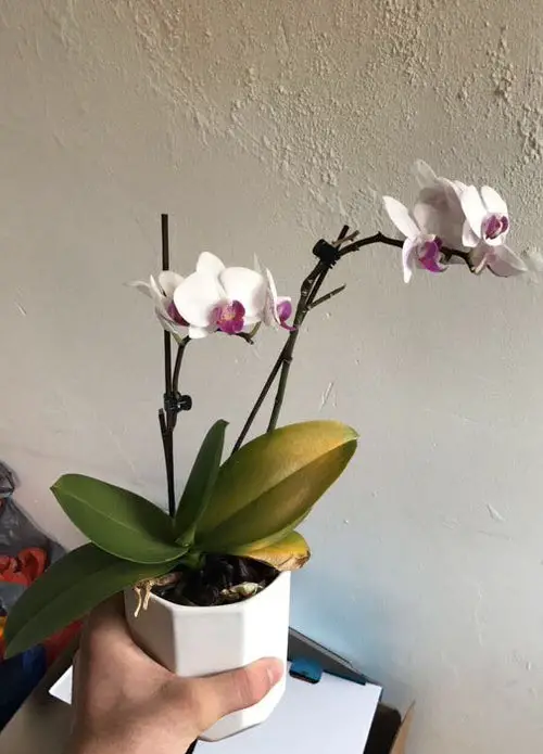 Orchid Leaves Turning Yellow? Problems and Solutions 6