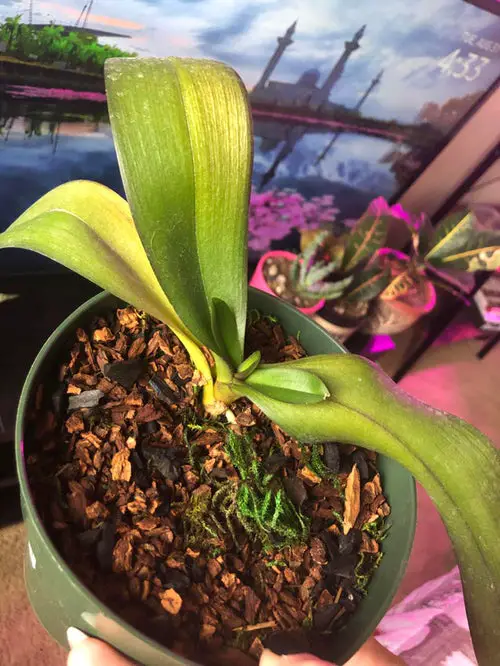 Orchid Leaves Turning Yellow 4