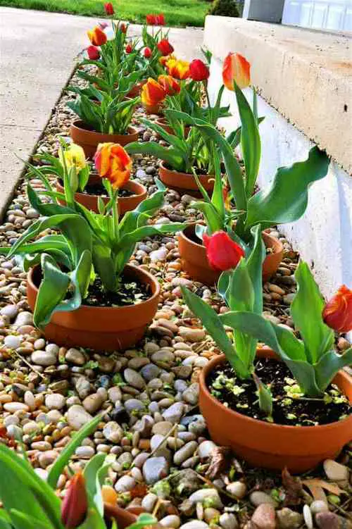 Rock Landscaping for Potted Flowering Plants