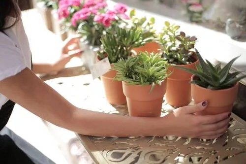 How to Grow Houseplants in Room 1